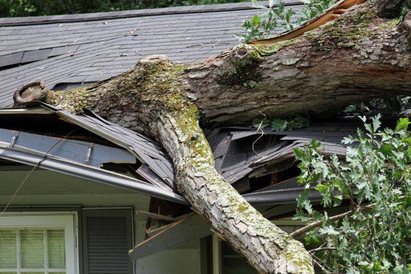 Storm Remediation in Homestead